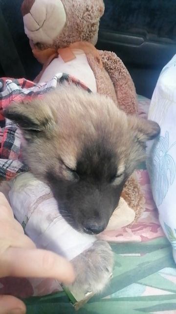 Щенок Мишка♥️
