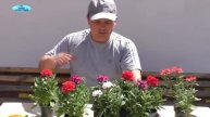 Всё о вербене. От посева до цветения!