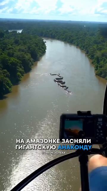 Засняли анаконду в Амазонке