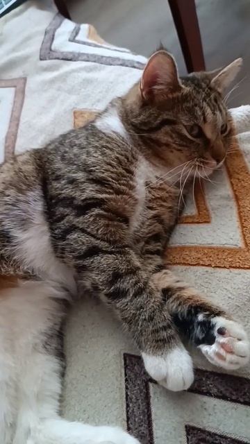 ЛАМПОЧКА #cat #shortsfeed #shortsvideo #shortsviral #котики #кот #коты #нов