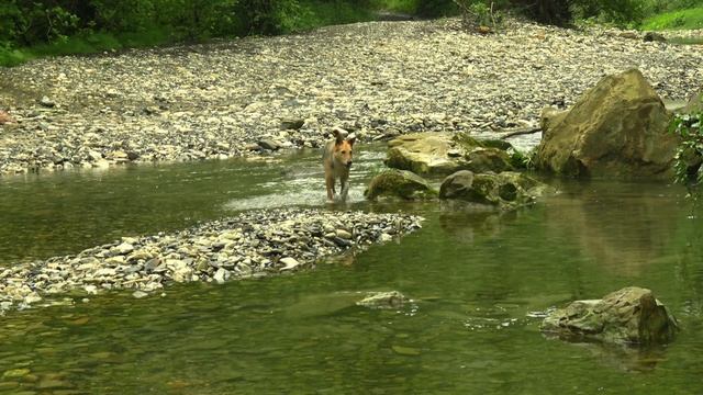 Собака 🐕 экскурсовод в памятнике природы "Парк дендрарий Якорная Щель ".