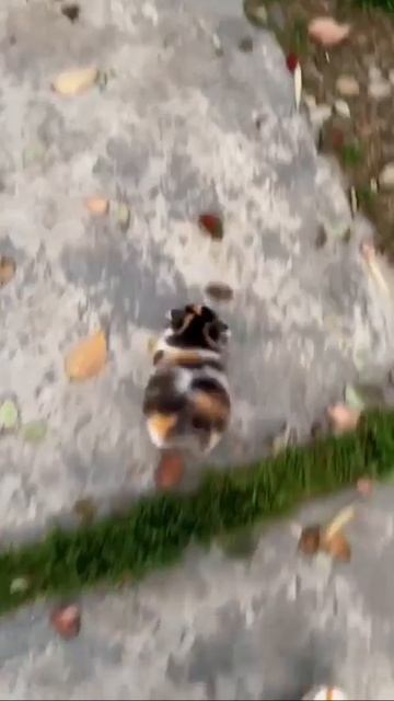Маленькие шаги маленького котика 😻❤️🤩