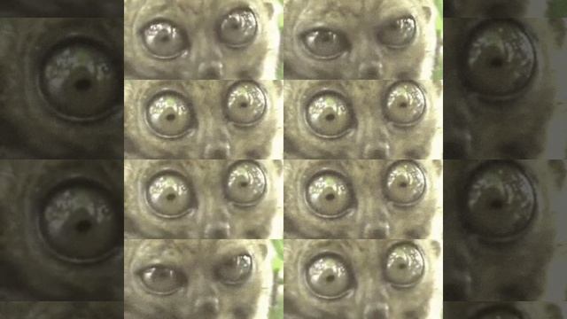 1000001117.mp4