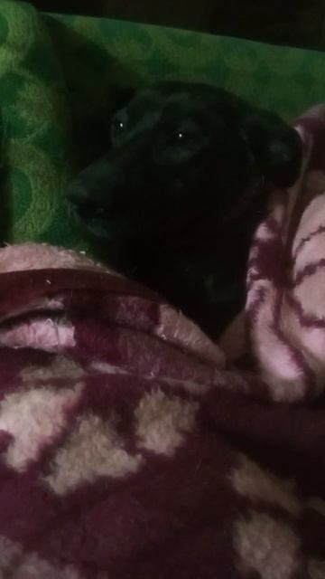 🥰Айза желает всем доброй ночи!

Напомним, что эта девочка сейчас находится на передержке, так как е