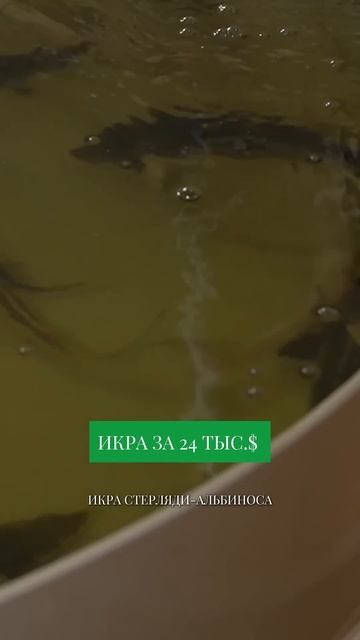 ИКРА ЗА 24 ТЫС$ - САМАЯ ДОРОГАЯ ИКРА В МИРЕ