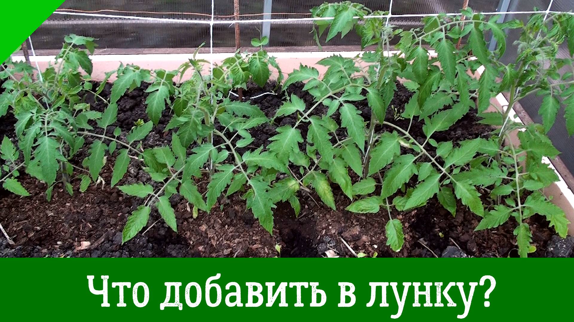 ПОЛОЖИТЕ ЭТО В ЛУНКУ ПРИ ПОСАДКЕ: Что внести в ЛУНКИ ТОМАТОВ при посадке.