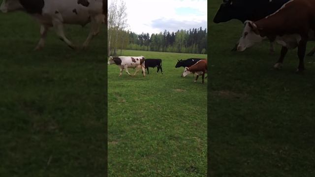 1000071964.mp4