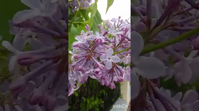 МОСКВА. По Хамовникам ходили. 11.05.25 Лучший гид Миша.