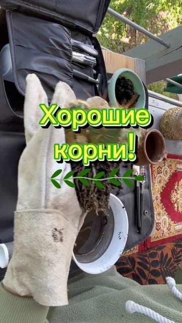 Пересадка кактуса