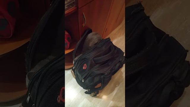 Я с тобой на работу много место не займу ,,Феня,,