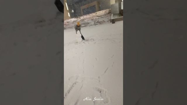 Новогодняя Alia Svalia