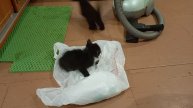 мои коты