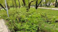 Поломанные деревья после снегопада 2 мая 2025 года
