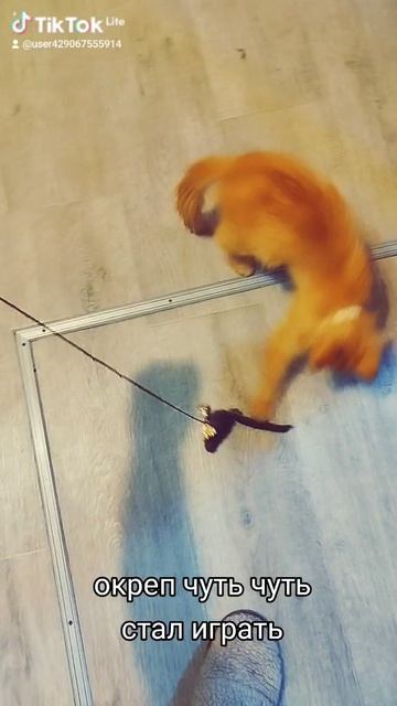 котейка
