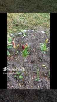 Ленинградская область. Хвойное. 17.06.2024. Цветы на даче- лилии с бутонами