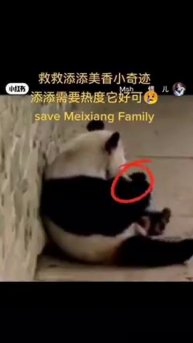 Мир домашних питомцев – Серия 471: Забавные и милые моменты