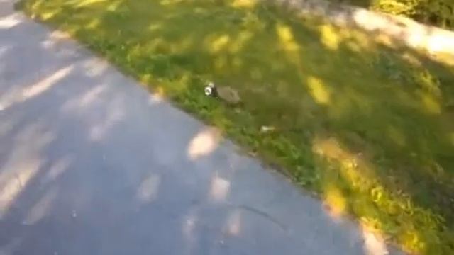 Прикольное видео  ежика