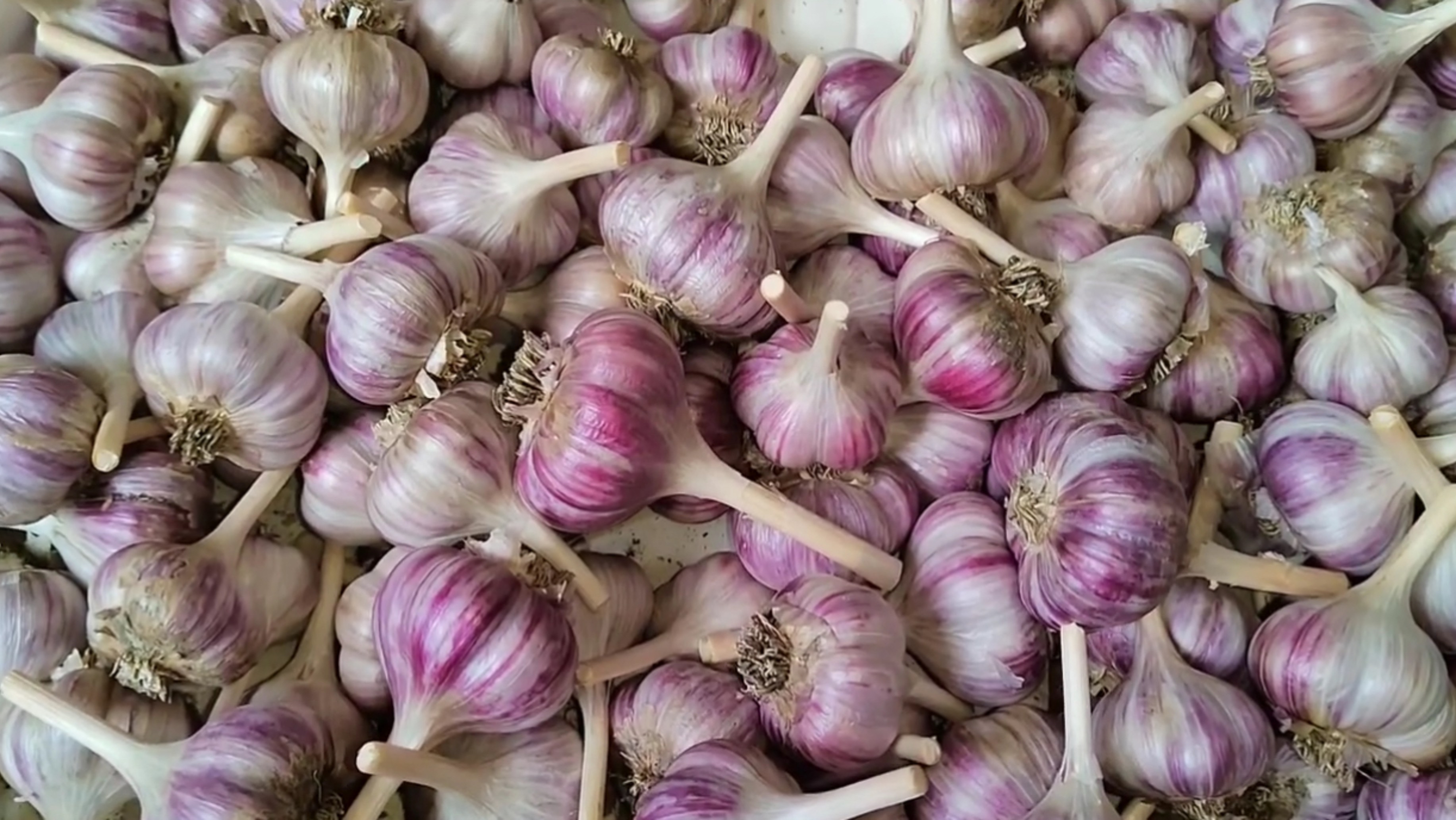 ТАЙНЫ хранения ЧЕСНОКА. Как сохранить чеснок СВЕЖИМ и СОЧНЫМ. Эффективные способы хранения чеснока