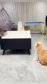 Мир домашних питомцев – Серия 479: Забавные и милые моменты