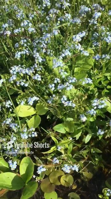 Ленобласть. Хвойное. 16.06.2024. Река Вуокса. Островок незабудок болотных