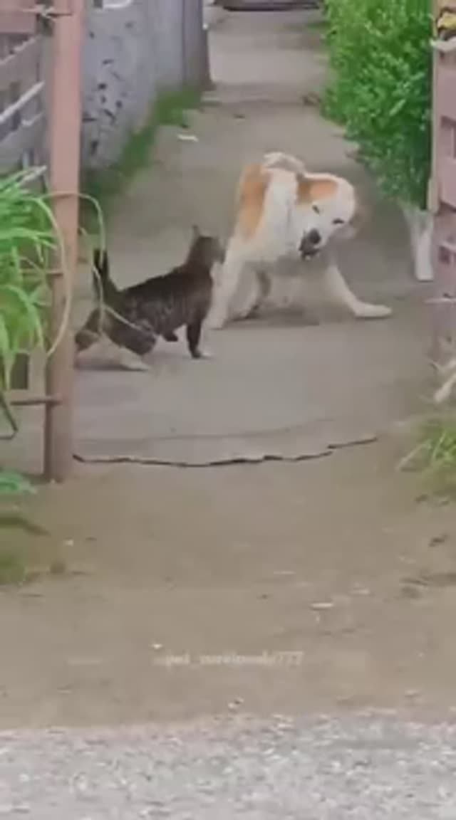 Коты бьют собак