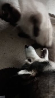 1000012541.mp4