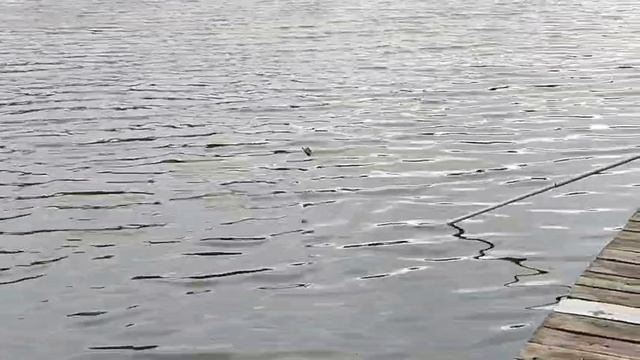 Карпуша