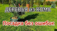 Деревья из кома: посадка без ошибок