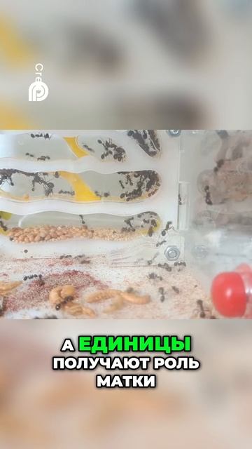 Муравьи: Судьба, Роль и Тревога в Мире Насекомых