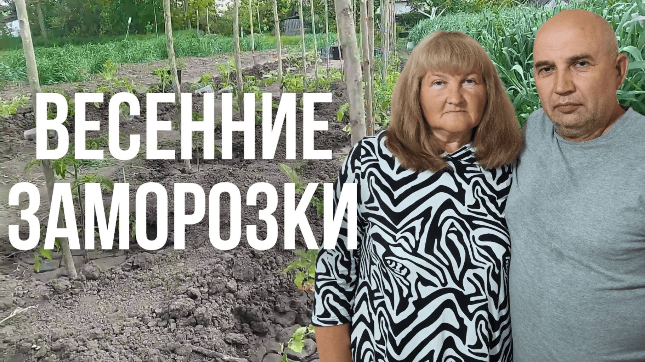 Как спасти помидоры от неожиданных заморозков в огороде?