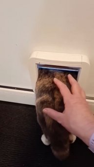 Cat's reaction to being scared 😂