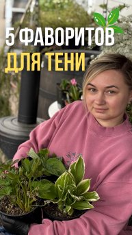 «Вырастут даже в глуши! 5 шикарных многолетников для тени»