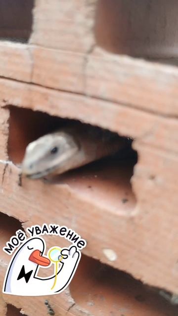 рептилоиды рядом 🤗🤣.mp4