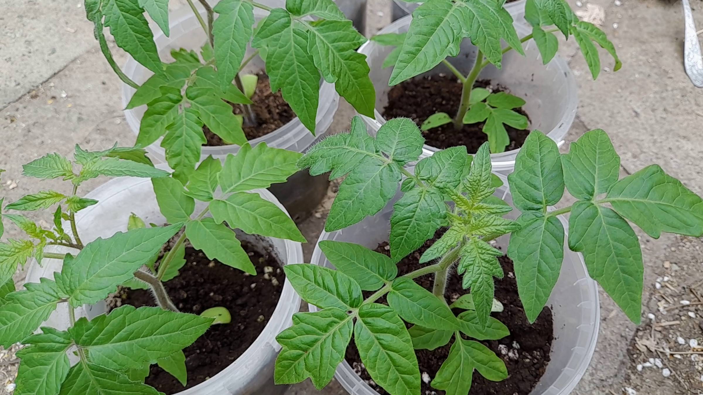 ПОДКОРМКА РАССАДЫ ТОМАТОВ перед высадкой в грунт. Полезные советы опытных дачников