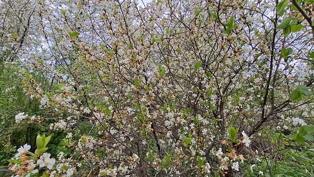 Дача цветы2