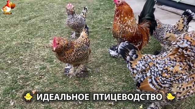 Идеальное птицеводство достойно восхищения 🐓🦆🦢🦚🦃🐔 эпизод (193)