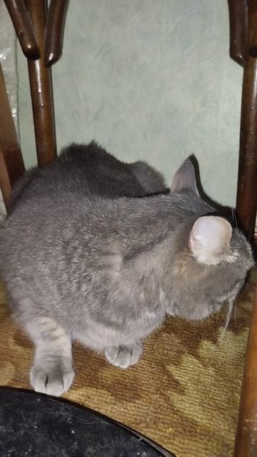 Кошка