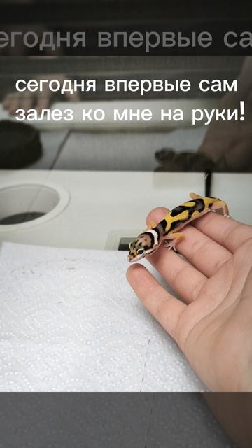 Мой эублефар Чарли
