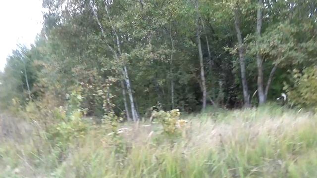 Грибы