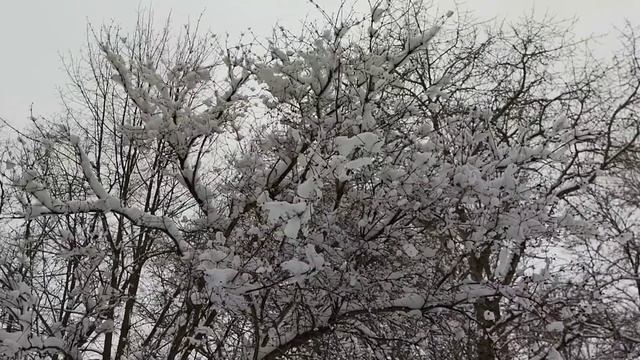 Заснеженный куст, 1 апреля 2023.