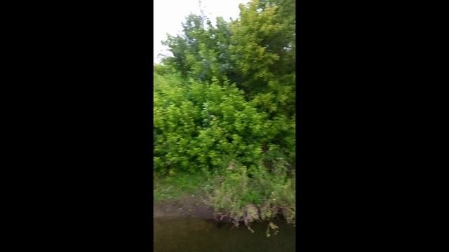 Сапычевский соловей