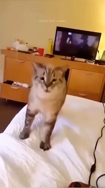 Cats don't want peace chap 5 🤣🤣 #funny #cat #viralshort #reaction #like