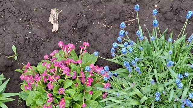 Дача Цветы1