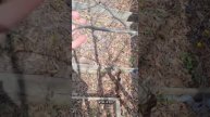 Сахалин. Обрезка деревьев. Страшная боярышница.
