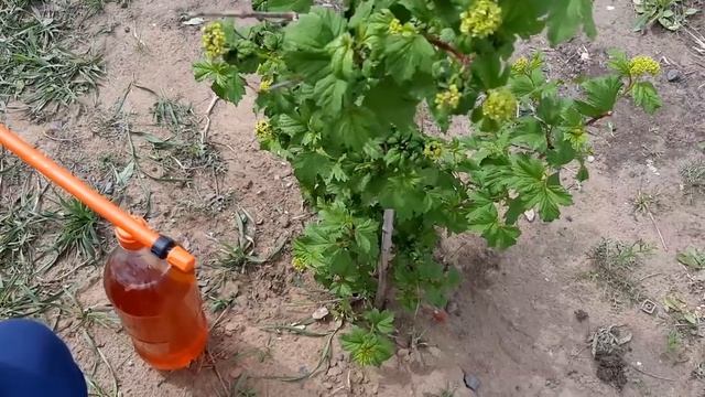 Вся Тля осыпалась после копеечного народного средства. Борьба с тлей и муравьями на розах, деревьях.