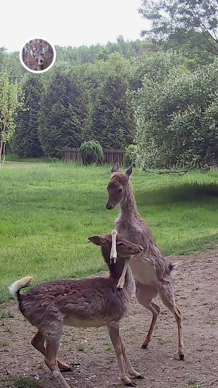 два олененка подрались #лань #животные #mortalcombat #deervader