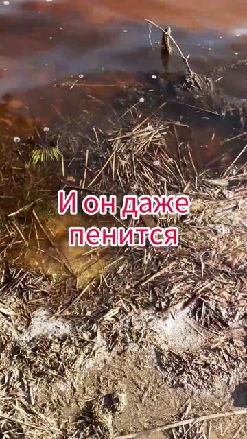 Камыш прибило к берегу