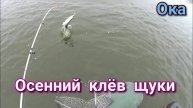 Осенний клёв щуки на реке Ока.опять Kosadaka косит щуку (архив )