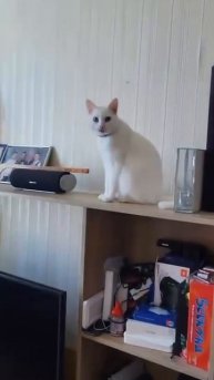поздоровайся с котом