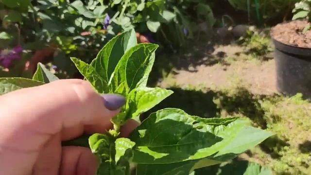 Гортензия от кассеты до цветущего большого куста 🌿